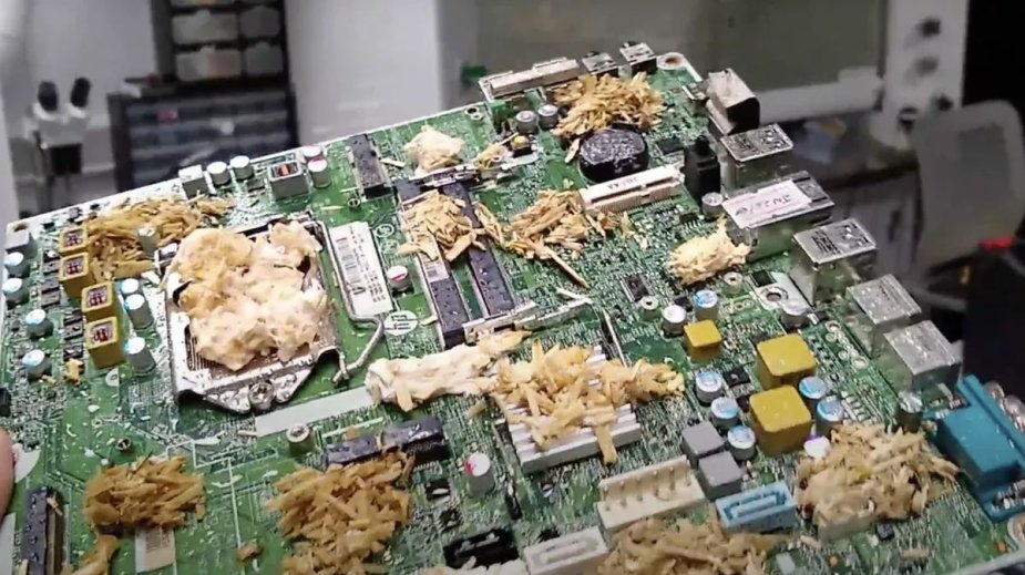 Naukowcy opracowali "żywy PC" zrobiony z grzybów